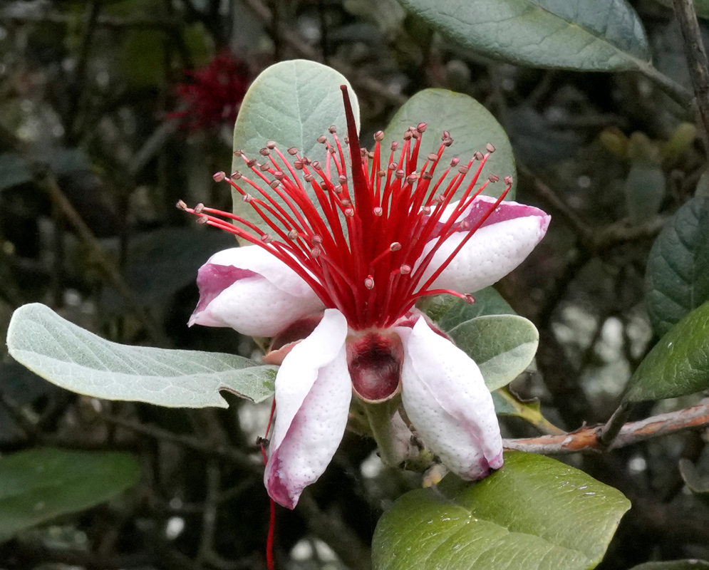 Feijoa Sellowiana Flower with White Petals and Red Stamens Single feijoa sellowiana flower with thick white petals and a striking cluster of red stamens emerging from the center