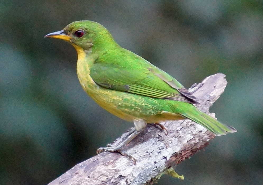 A green and yellow Chlorophanes spiza female