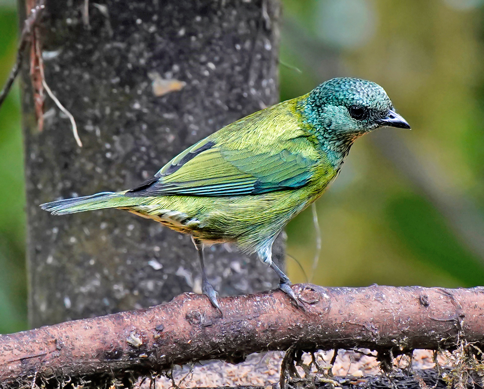 Female Stilpnia heinei with yellow-green and blue feathers