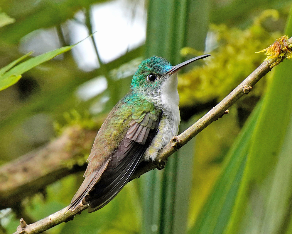 Female Thalurania colombica with white breast, green back and brown wings