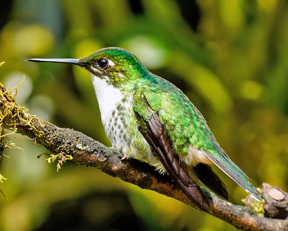 Female Thalurania colombica with white breast, green back and brown wings in shade