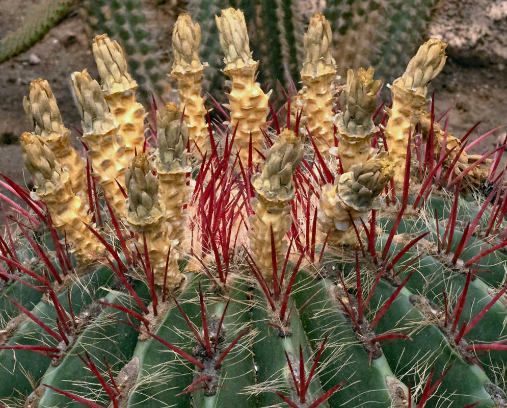 Ferocactus macrodiscus has a flattened green ribbed body covered with long red spines and pale dried flower remains around its crown