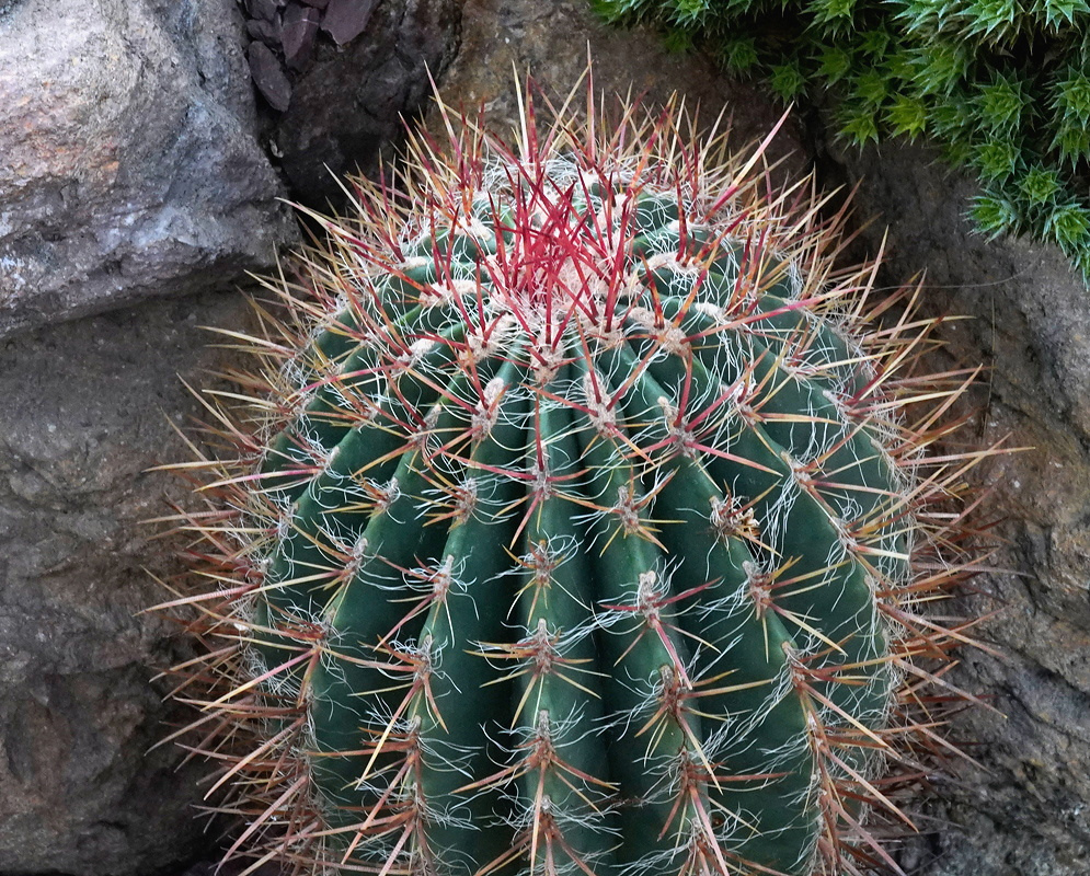 Ferocactus pilosus has a green upright ribbed barrel covered with reddish central spines and fine white radial spines beside garden rocks