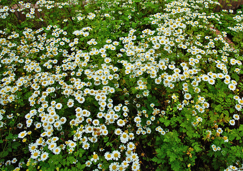 A bed of Tanacetum parthenium white flowers with yellow center