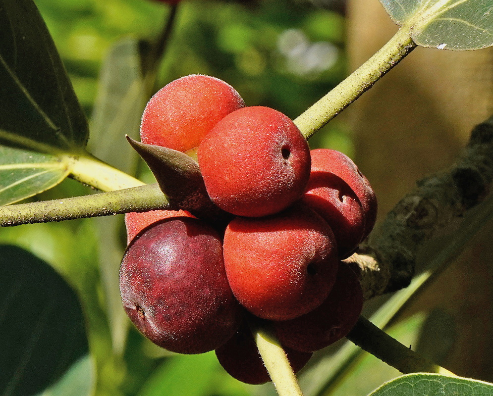 Ficus benghalensis has clusters of round reddish figs with softly textured surfaces along a pale woody branch beside green leaves