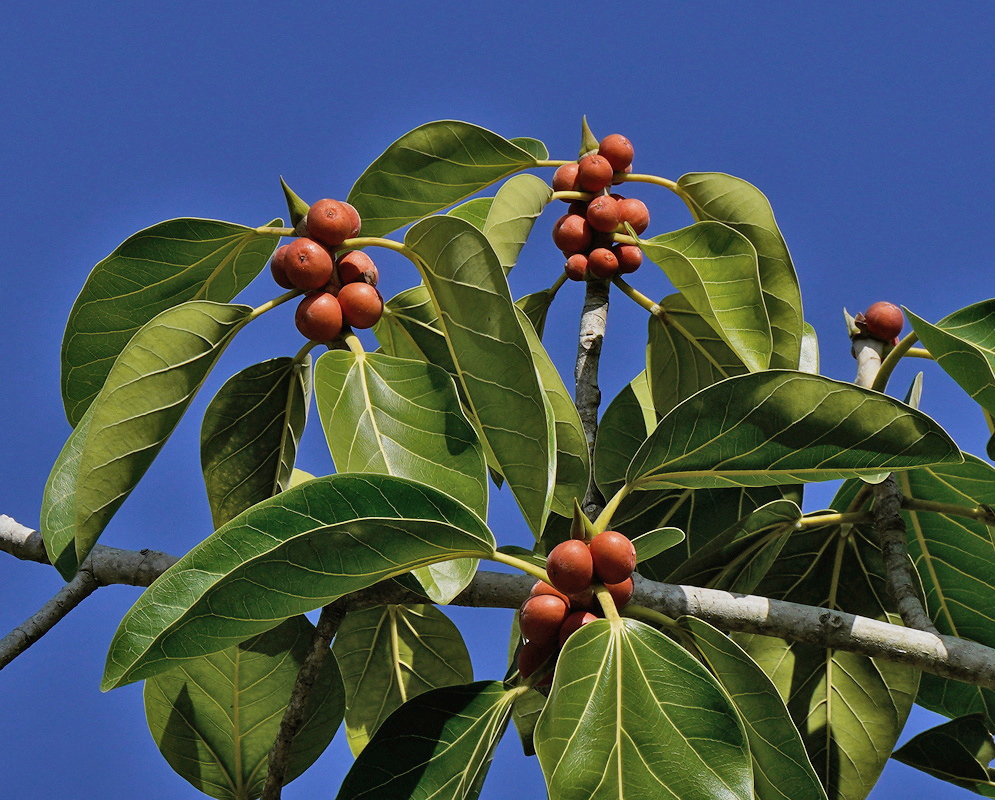 Ficus benghalensis Figs Green Veined Leaves Ficus benghalensis has groups of reddish figs beside prominently veined green leaves on branching stems against a blue sky