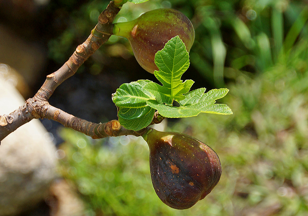 A purple-green Ficus carica in fruit on the tree