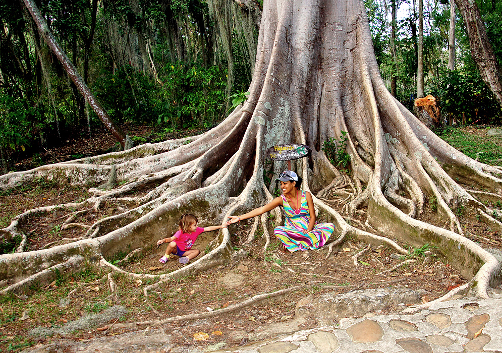 A mom and daughter sitting next to the trunk and roots of a large Ficus citrifolia tree