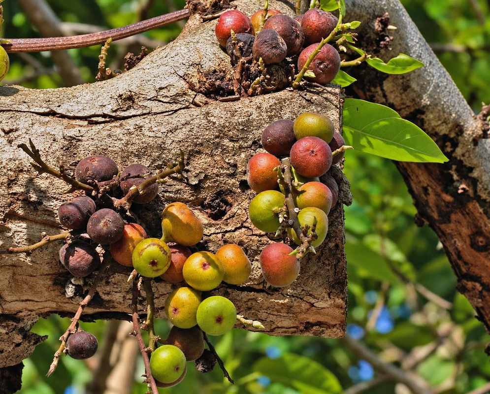 Clusters of green orange and reddish Ficus racemosa figs grow directly from a thick trunk