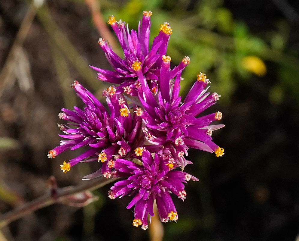 A close-up of a vibrant Gomphrena globosa 'Fireworks' flower cluster showing deep purple bracts and prominent yellow stamens