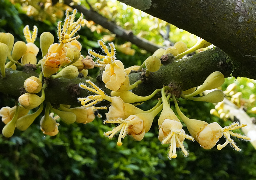 Five yellow Matisia cordata  flowers