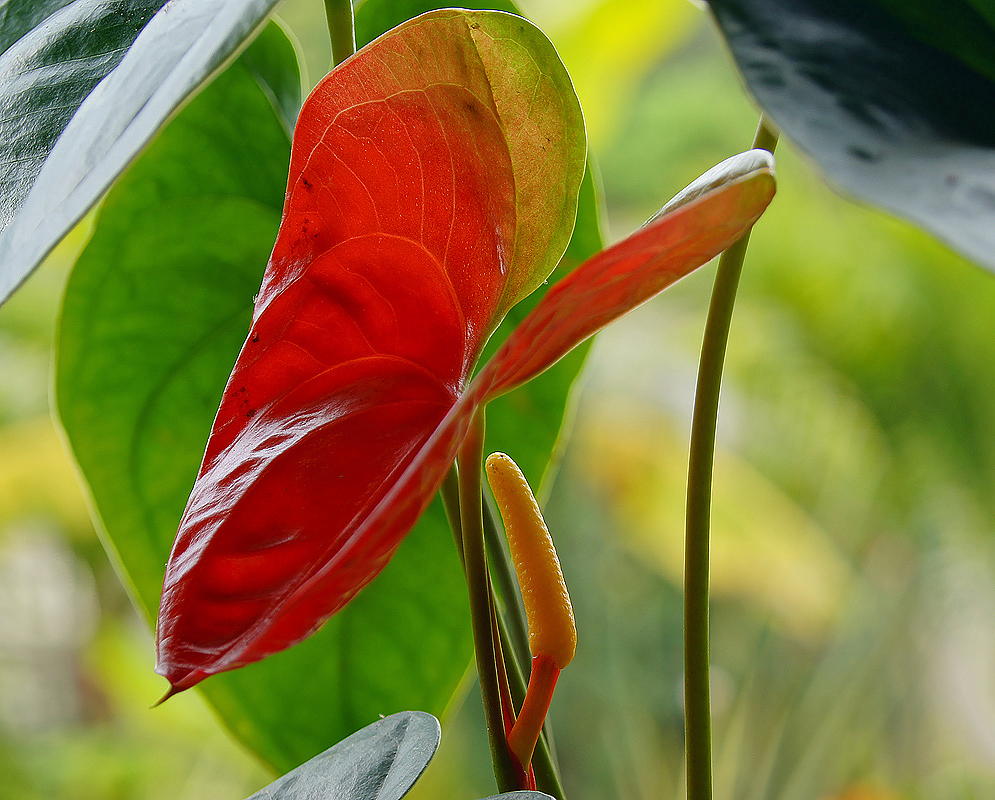 A Anthurium andraeanum with an upright yellow spadix below a red spathe