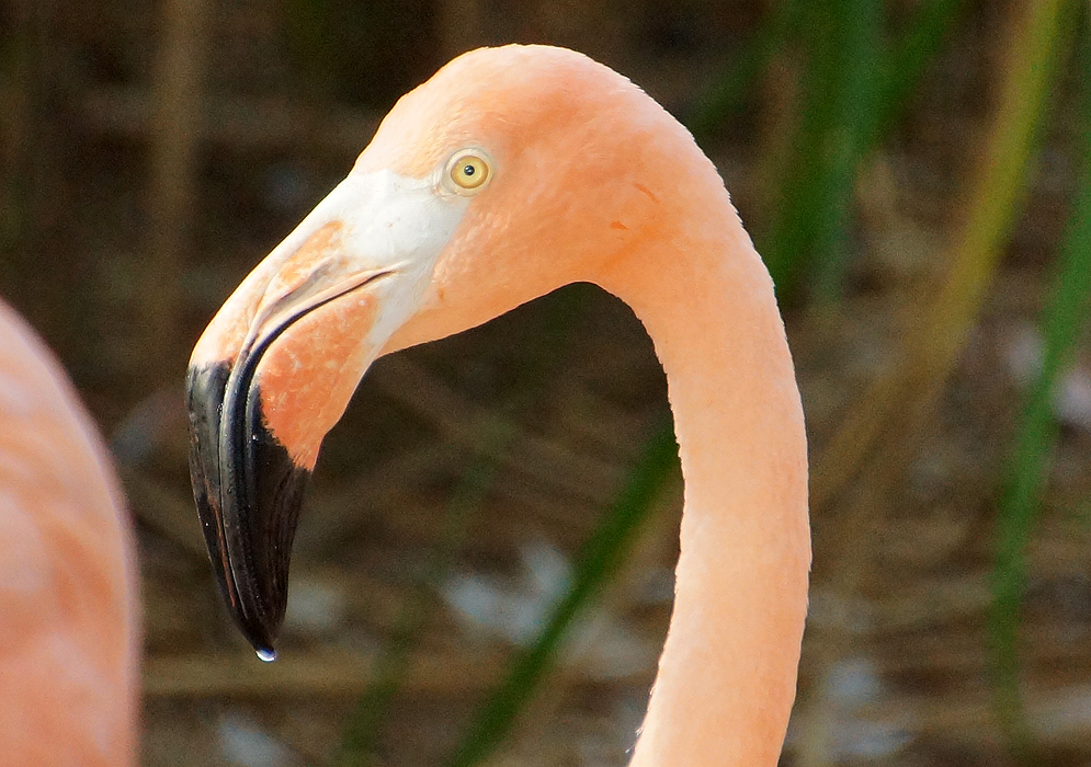 Pink American Flamingo head close-up