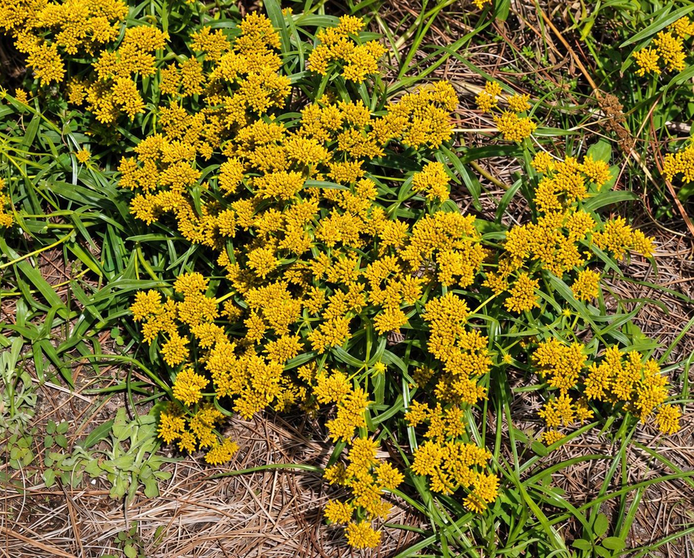 Flaveria linearis has broad clusters of many small bright yellow flower heads above narrow green leaves on branching stems