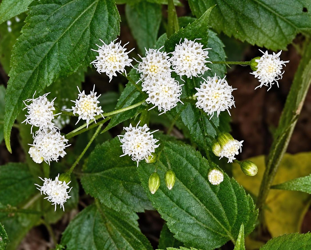 White Fleischmannia pennellii flower heads form a branching cluster beside deeply veined toothed leaves