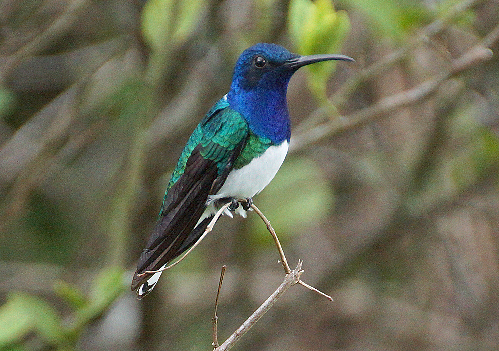 A Florisuga mellivora on tree twig with a black mask, blue neck a white belly