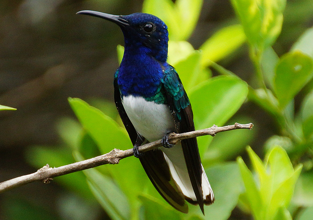 Dark blue neck of a hummingbird