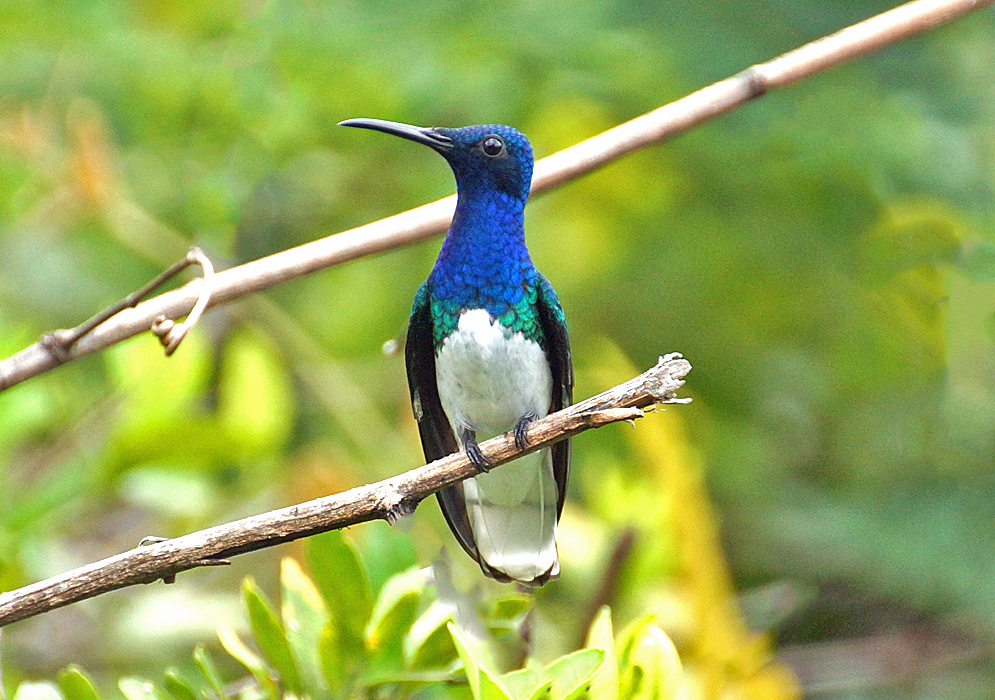 Hummingbird stretching its blue neck