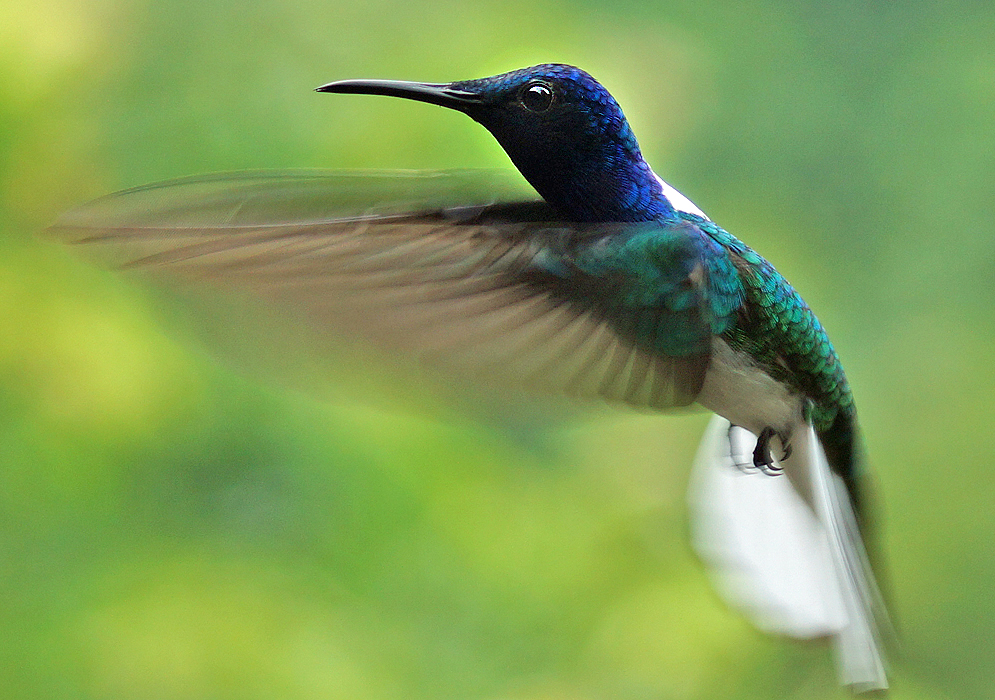 White-necked-and-metallic-blue-and-green-back Florisuga mellivora Jacobin flying