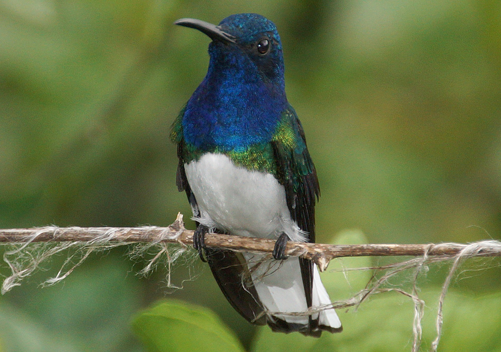 White-necked-and-metallic-blue-and-green-back Florisuga mellivora hummingbird standing in a branch upclose