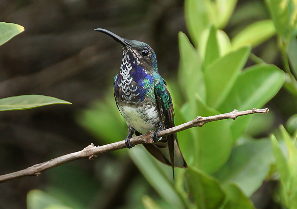 Front view of a young multicolored hummingbird looking up