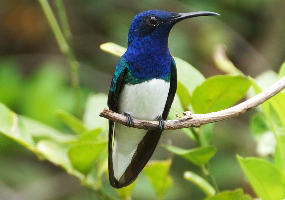 White-necked-and-metallic-blue-and-green-back Florisuga mellivora hummingbird at the end of a branch