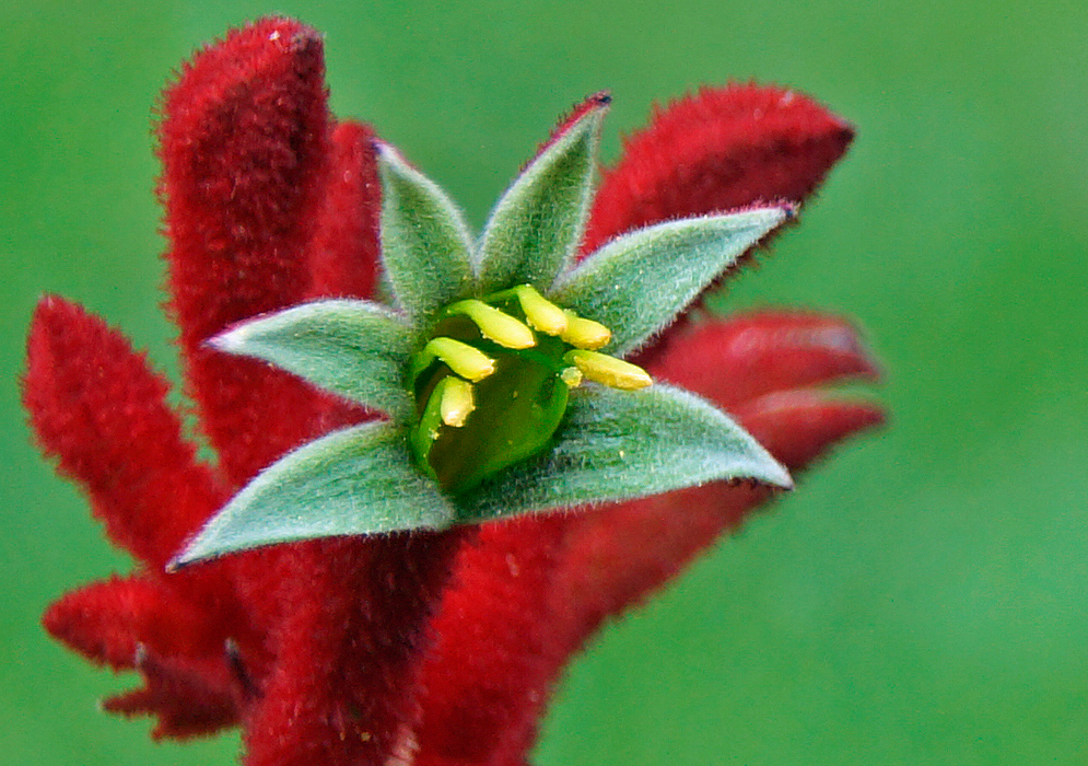 Beautiful green Anigozanthos rufus flower with yellow stamens