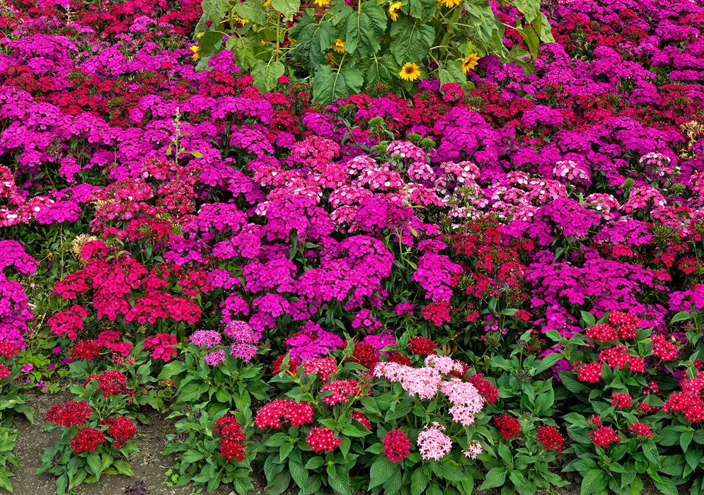 Dense garden bed filled with bright pink, magenta, red, and pale pink Sweet William (Dianthus barbatus) flowers with some sunflowers in the background