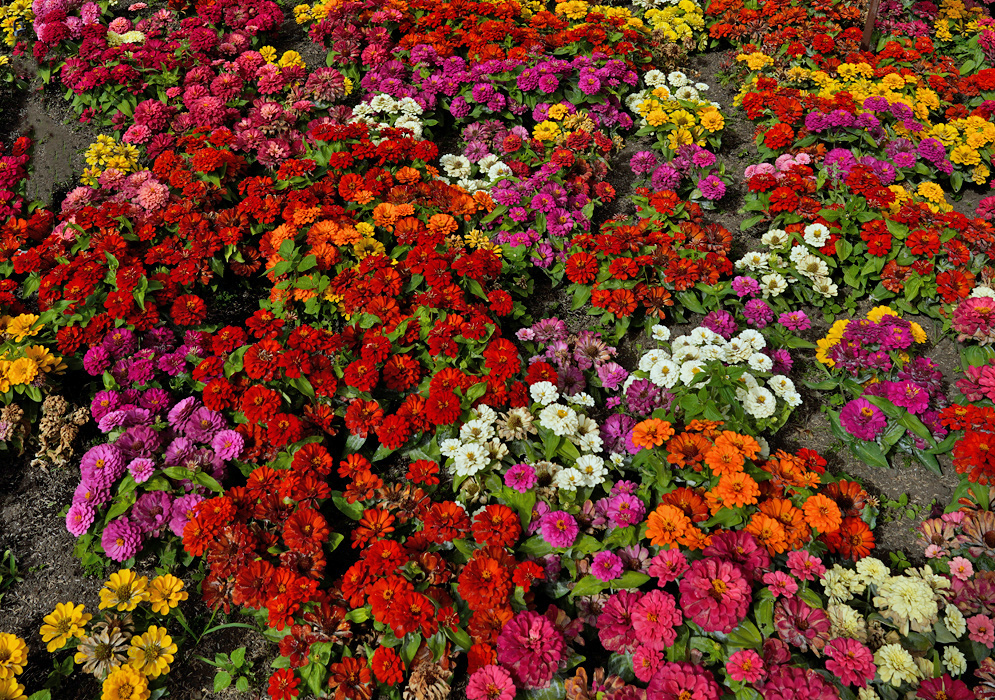 A vibrant garden bed densely packed with Zinnia elegans flowers in red, pink, orange, yellow, and white