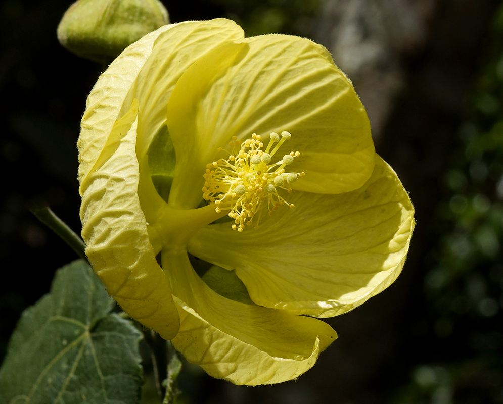 Yellow Callianthe picta flower