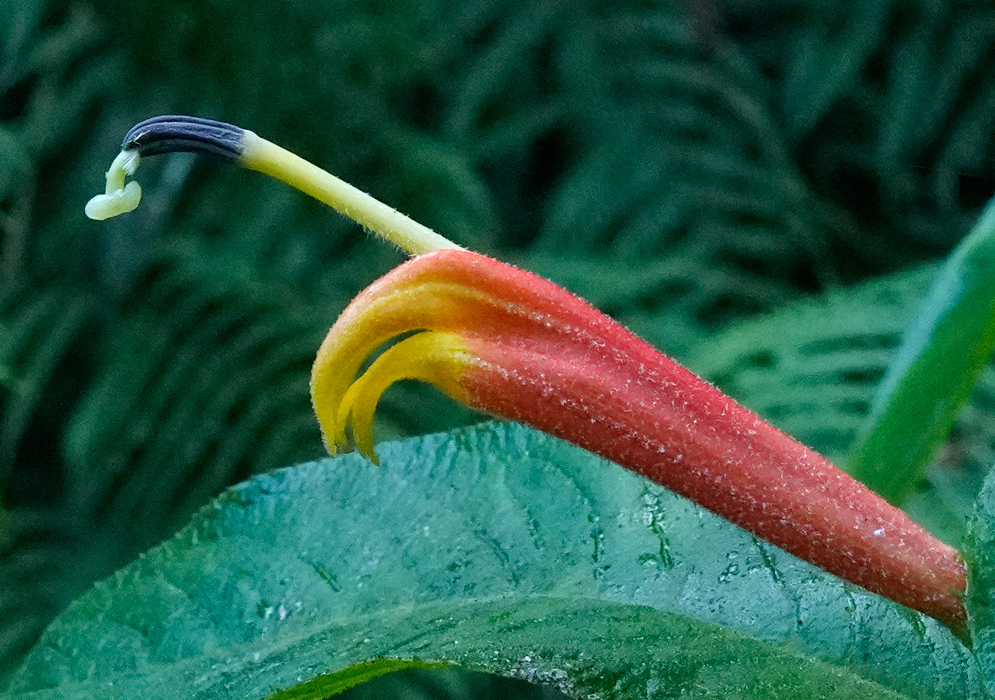 Centropogon ferrugineus Curved Flower Arching Centropogon ferrugineus flower with orange tube and curved yellow tip
