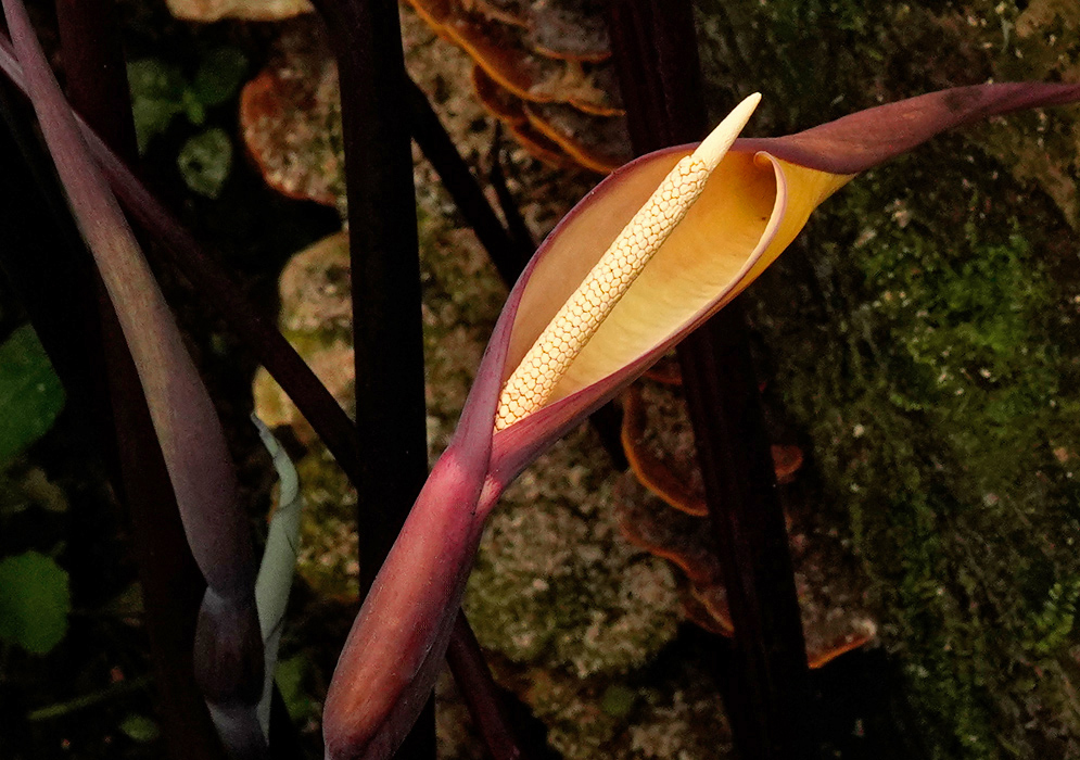 Colocasia esculenta Flower Close-Up Close-up of the flower of Colocasia esculenta, displaying a pale yellow spadix enclosed by a purplish-yellow spathe with a gracefully curved tip, set against a background of moss and tropical growth