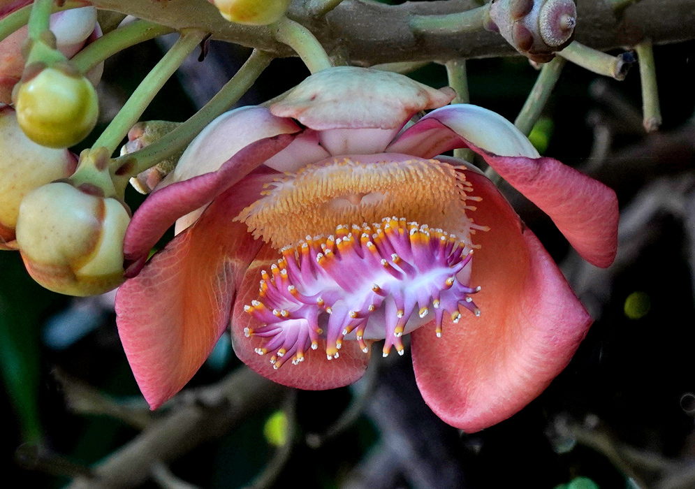 Flower of Cannonball Tree – Couroupita guianensis A Cannonball Tree flower with pale pink outer petals and vibrant purple and yellow reproductive structures, surrounded by unopened buds on a thick stem