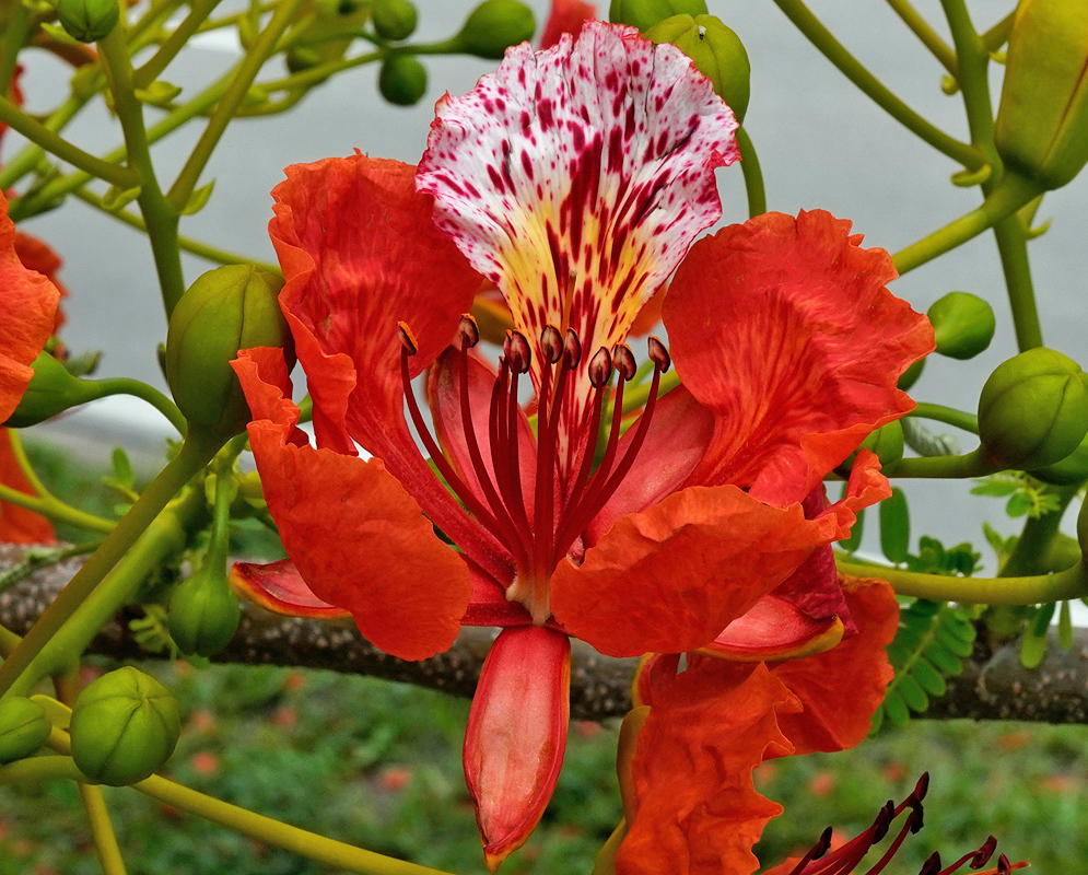 Flower Delonix regia A striking Delonix regia flower with red-orange petals and a prominent white dorsal petal speckled with crimson