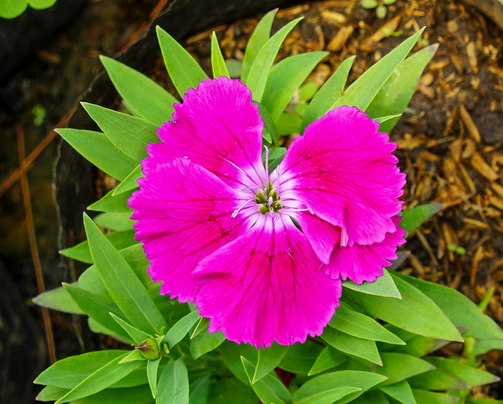Pink Dianthus barbatus flower with a white center