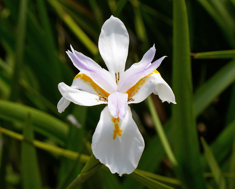 Blooming Dietes grandiflora Single Dietes grandiflora flower with elongated white petals and yellow-orange bands extending from the center, photographed in sunlight