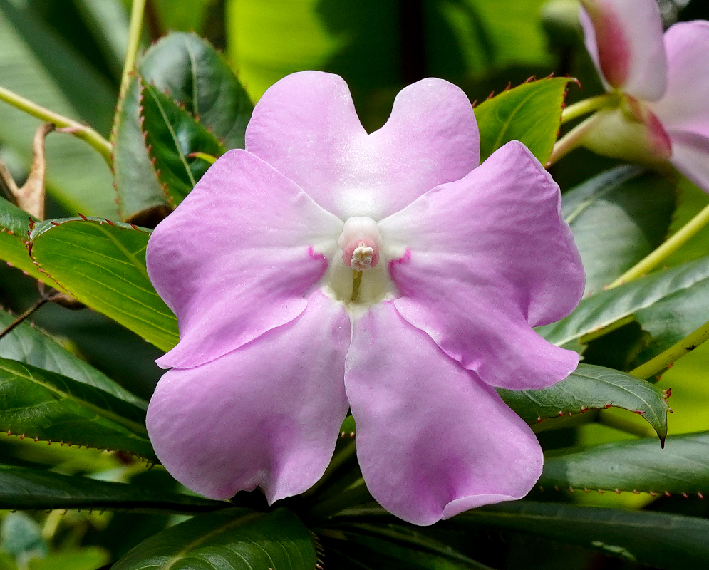 A single Impatiens sodenii bloom with soft pink petals and a prominent central bud, surrounded by dark green pointed leaves