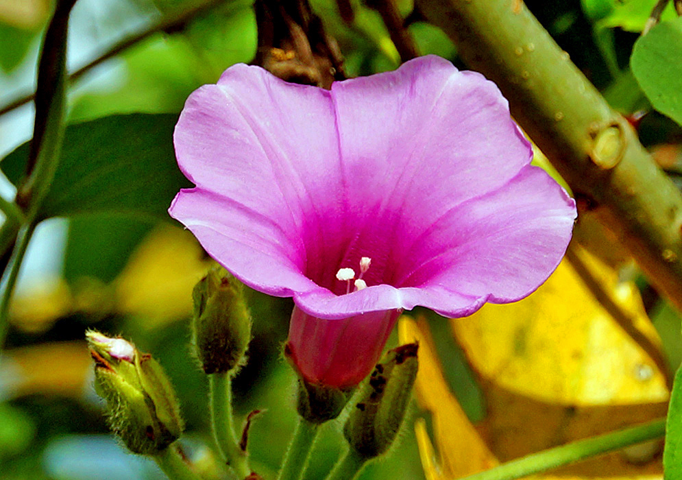 A purplish-pink Ipomoea rubens flower with white stamens