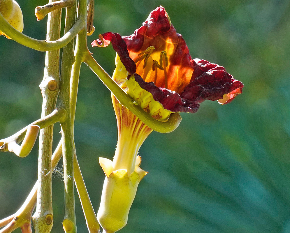 Kigelia africana Illuminated Bloom A reddish-purple Kigelia africana flower blooming from a thick yellow-green stem, illuminated from behind to reveal its striped throat and protruding anthers