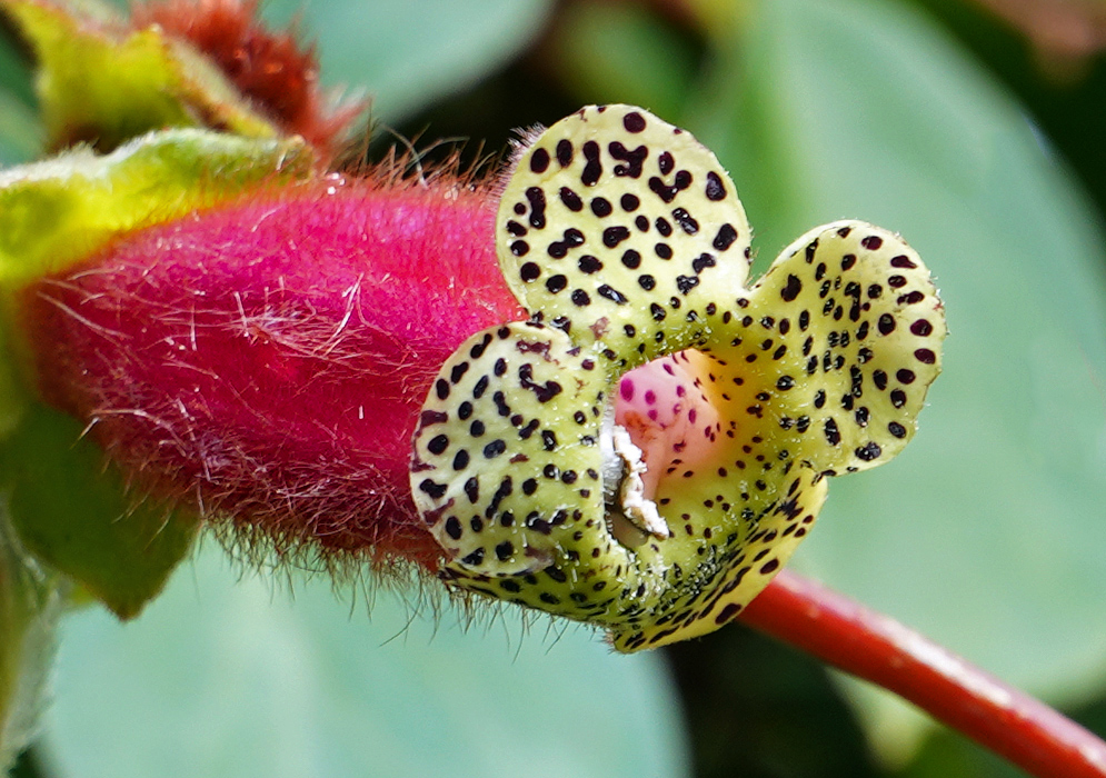 Beautiful bright pink flower with yellow petal that have dark brown spots