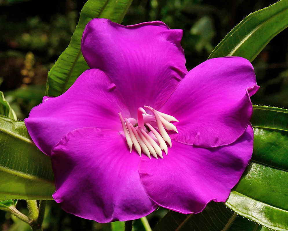 A fully open Meriania speciosa flower with rich magenta petals and a central spray of pale stamens curving toward a thick pink style, backlit by jungle light