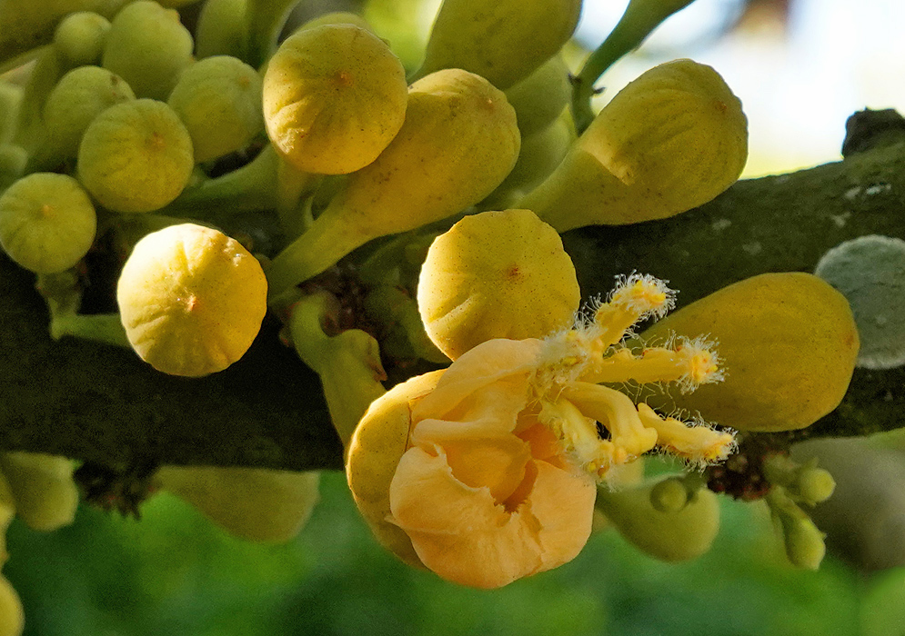Matisia cordata  tree branch with yellow flower buds and one peach-yellow flower with five yellow pistals covered with white stamens and one yellow style