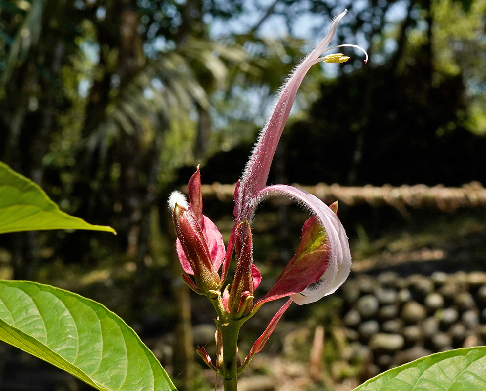 Megaskepasma erythrochlamys Flower A close-up of a single tubular pink flower of Megaskepasma erythrochlamys emerging from red bracts, with a prominent curved style and yellow-tipped anthers extending outward