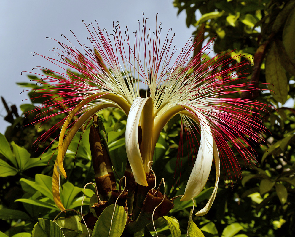 Blooming Pachira aquatica flower with dense, showy stamens and surrounding glossy green leaves in a tropical setting