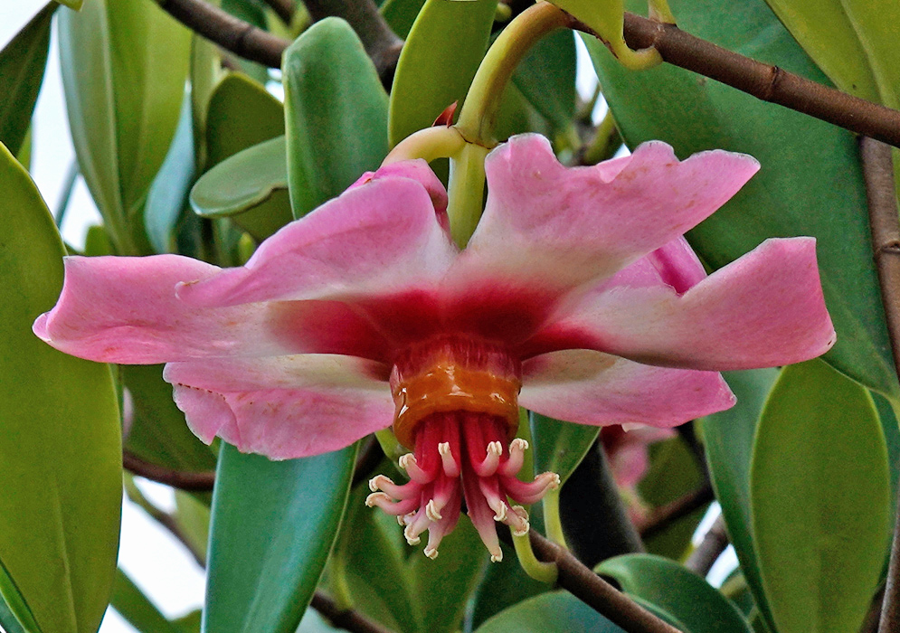 A side view of a large pink Clusia orthoneura flower with curving petals, reddish throat, and exposed stamens hanging beneath