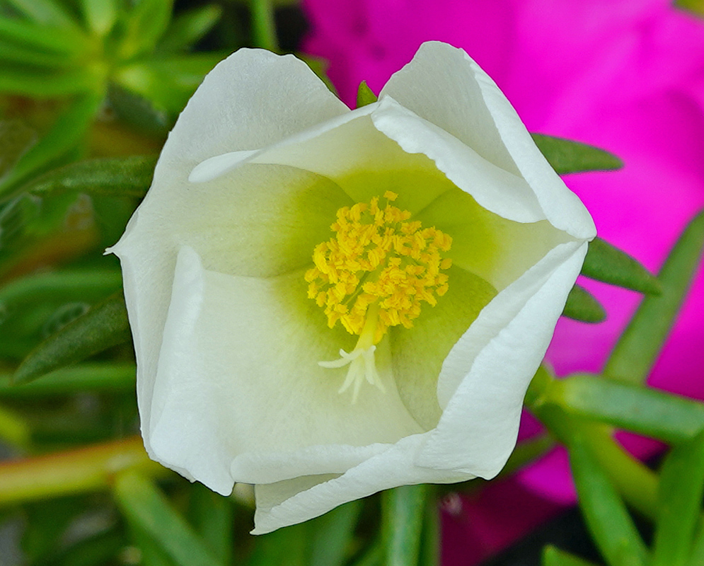 Portulaca grandiflora white flower with yellow anthers