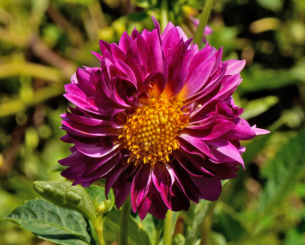 Dahlia pinnata Purple Bloom A vivid purple Dahlia pinnata flower with densely layered petals and a central cluster of golden stamens