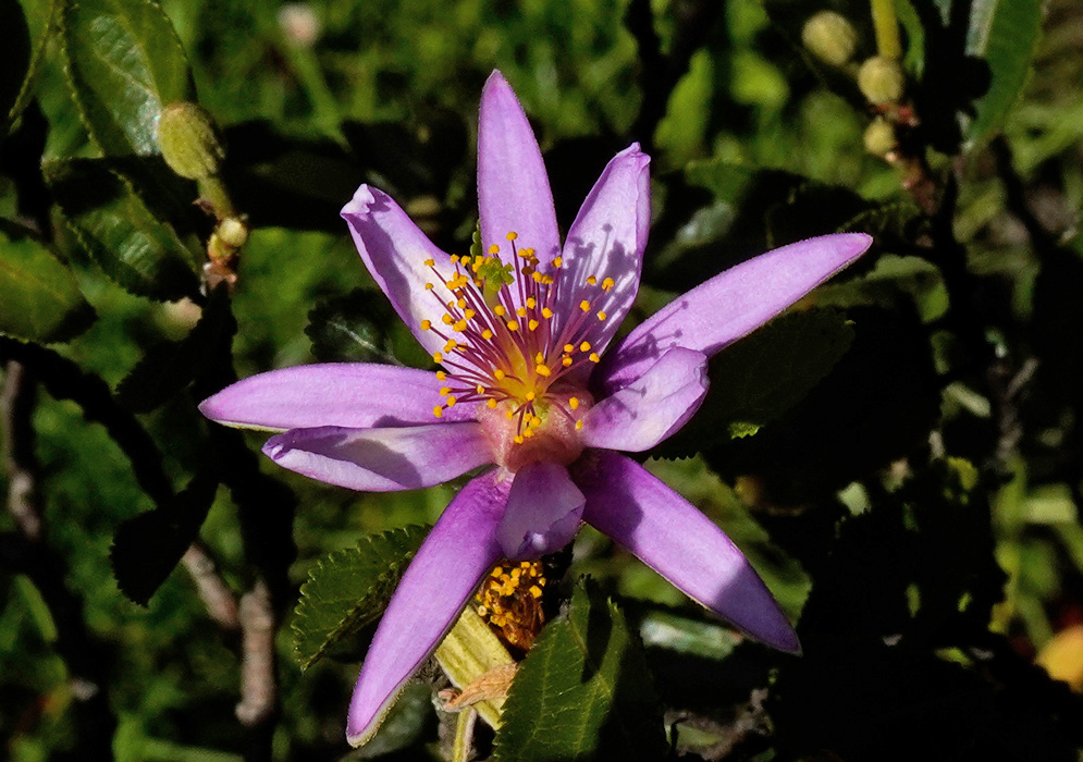 A fully open purple flower of Grewia occidentalis framed by green leaves and mulch background