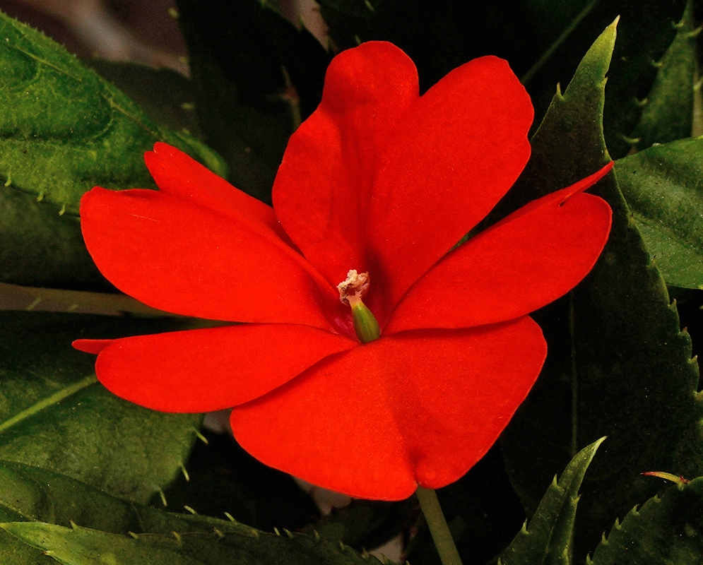 Red Flower of Impatiens hawkeri A single vivid red Impatiens hawkeri flower with smooth petals, blooming against a dark green leafy background