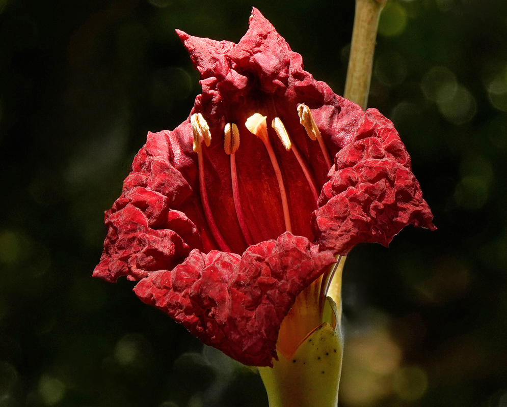 Kigelia africana Red Trumpet Flower A front-facing view of a vibrant red Kigelia africana flower showing its curled lobes and five upright yellow stamens inside a ridged floral tube